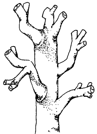 Fig. 7: Illustration of the results of topping a tree. 